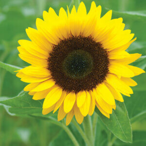 Slunečnice - symbol radosti a pozitivní energie
