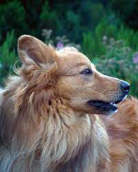 Historie garafského pasteveckého psa