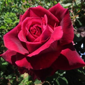 Růže - symbol lásky a vášně