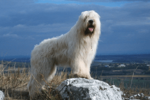Použití jihoruského pasteveckého psa