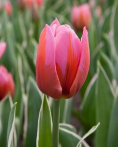 Tulipán - symbol dokonalé lásky a věrnosti - květinová symbolika