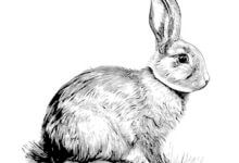 Ako nakresliť realistického zajaca