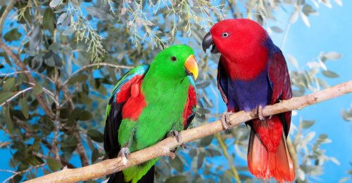 Charakteristika papouška červenokřídlého