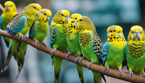 Barevné mutace a zbarvení papouška vlnkovaného
