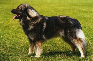 Crassian Shepherd Dog