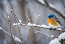 Ktoré vtáky zimujú na Slovensku