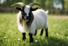 Minikozičky - Holandská zakrslá koza