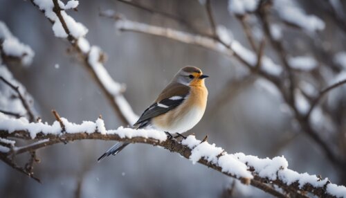 Nejběžnější zimující ptáci - Kteří ptáci zimují na Slovensku