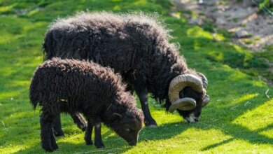 Ouessantská ovca - Mini ovca
