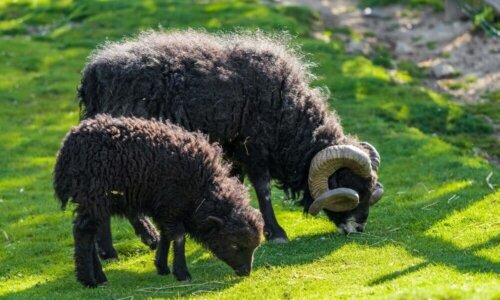 Ouessantská ovca - Mini ovca
