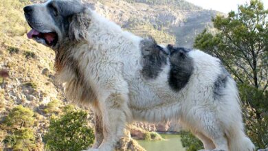 Pyrenejský mastif