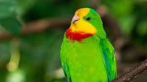 Reprodukce Papoušek nádherný