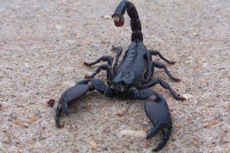 Obří škorpion