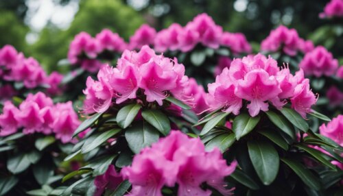 Péče o rododendrony