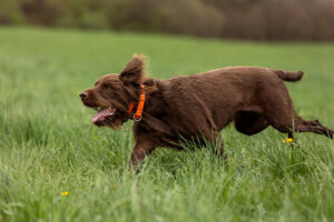 Výcvik a zdraví psů Pudelpointer