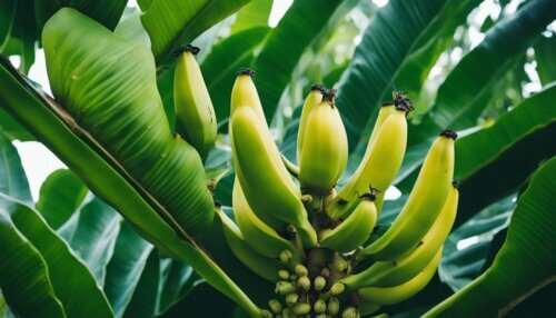 Choroby a Škodcovia Banánovníka