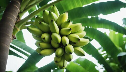 Pestovanie Banánovníka