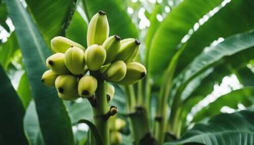 Výživa a Hnojenie Banánovníka