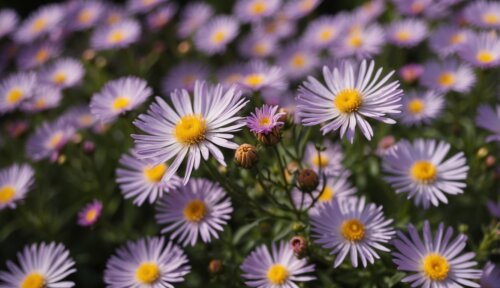 Typy a Kultivary - Astry kvety