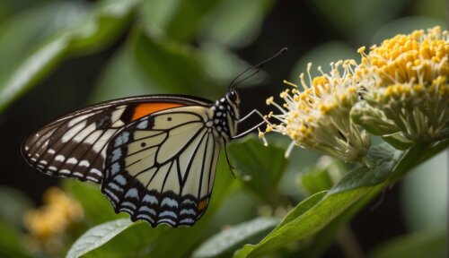 Životný Cyklus Motýľov - Zaujímavosti o motýľoch
